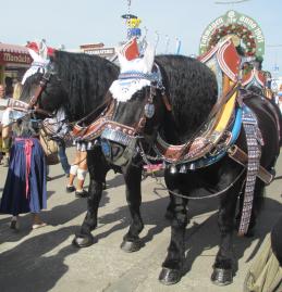 a handsome pair pulls the beer wagon