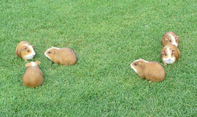 guinea pig lawn critters