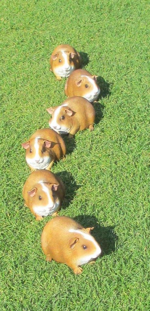 getting your guinea pigs in a row