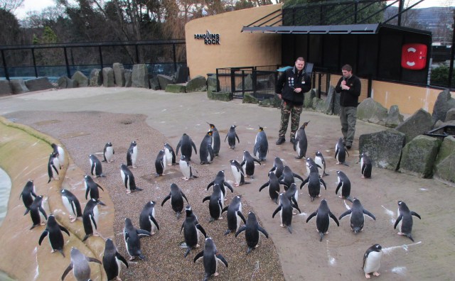 a muster of penguins