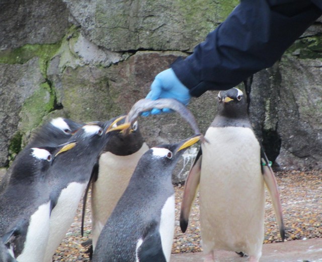 swallowing fishes whole