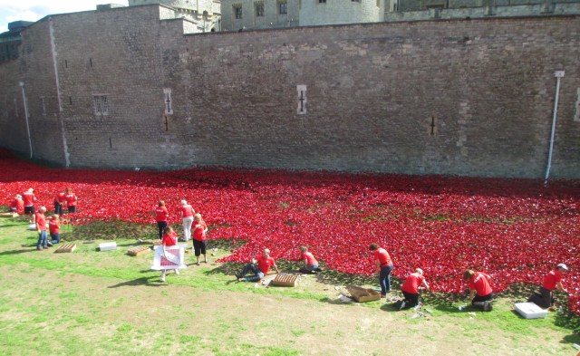 'planting' poppies